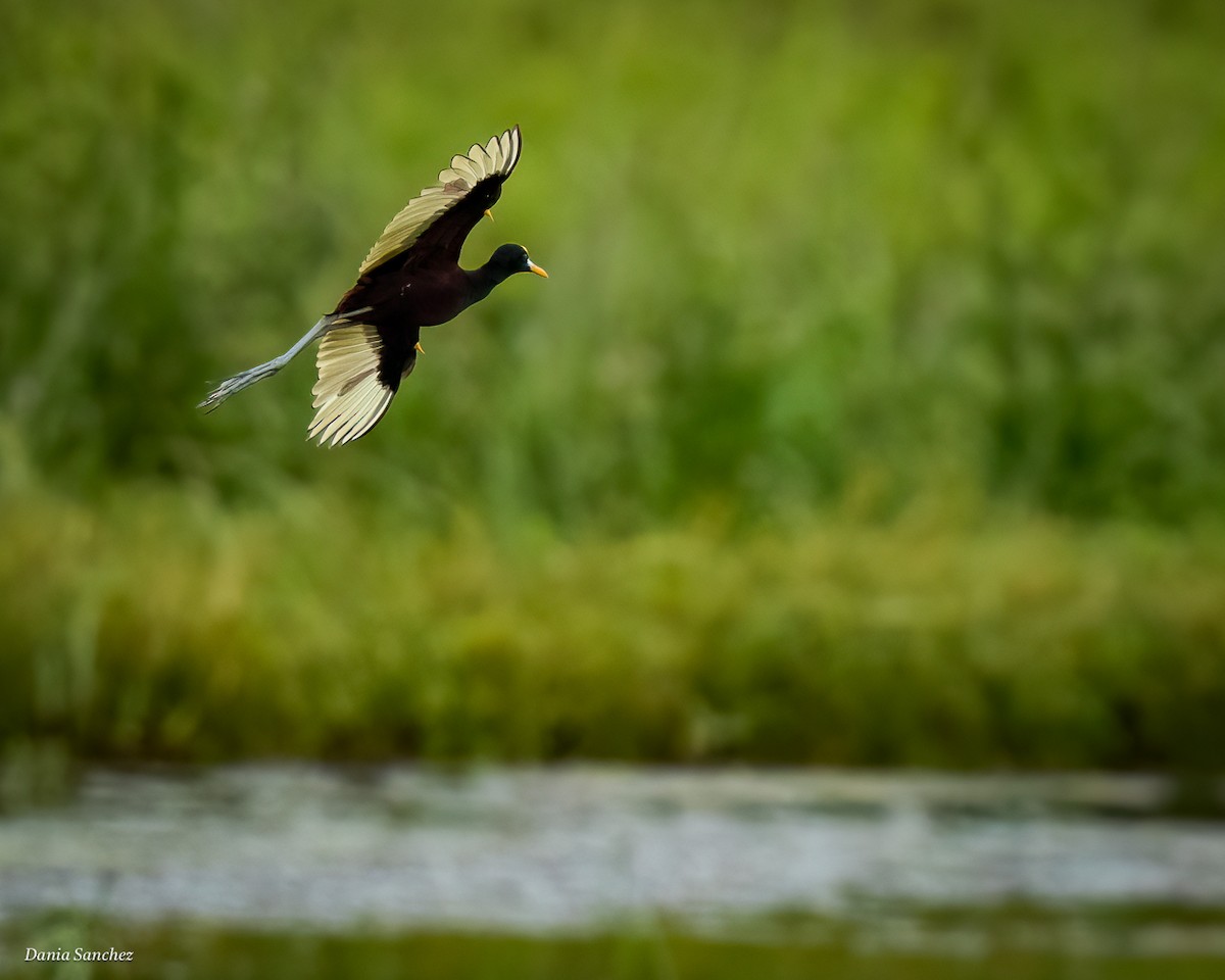 Northern Jacana - ML642882878