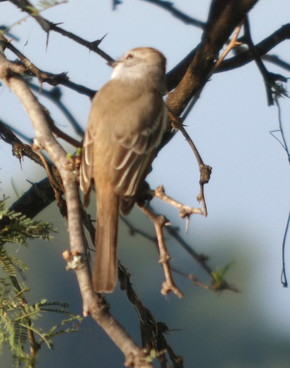 Ash-throated Flycatcher - ML642882894