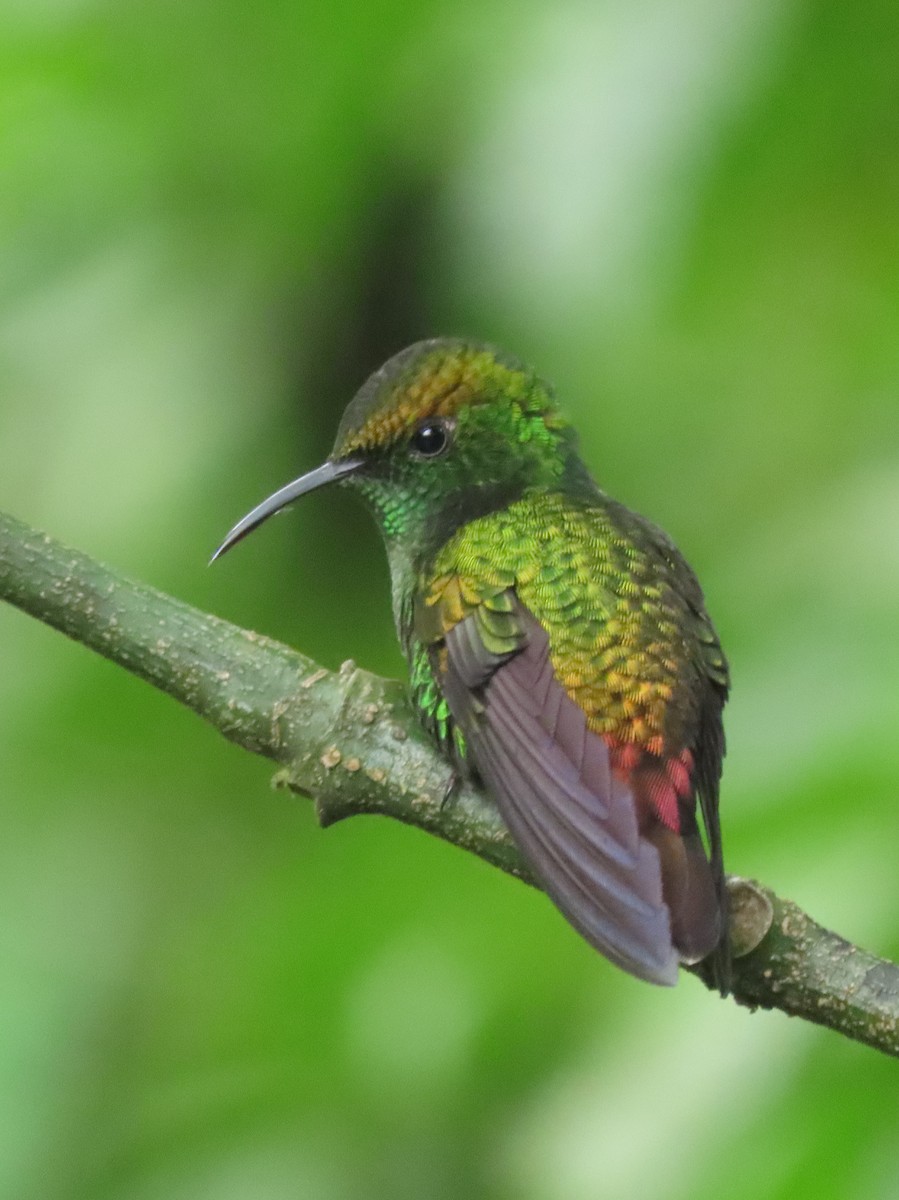 kobberkronekolibri - ML642882903