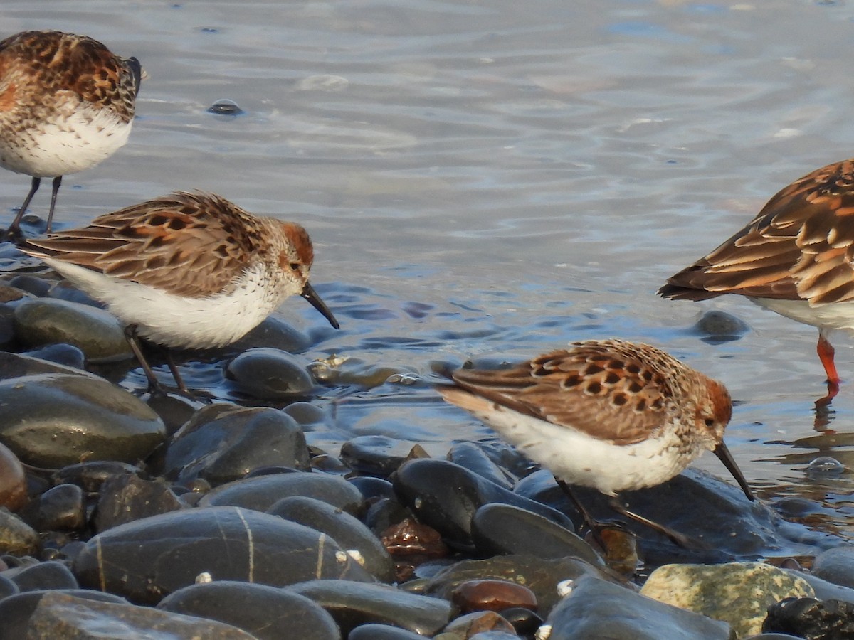 beringsnipe - ML642882904