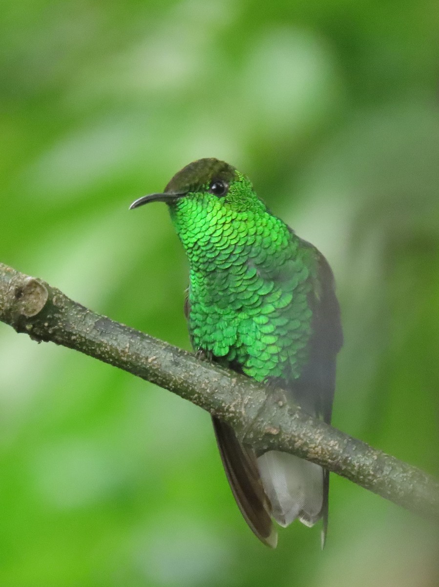 kobberkronekolibri - ML642882906