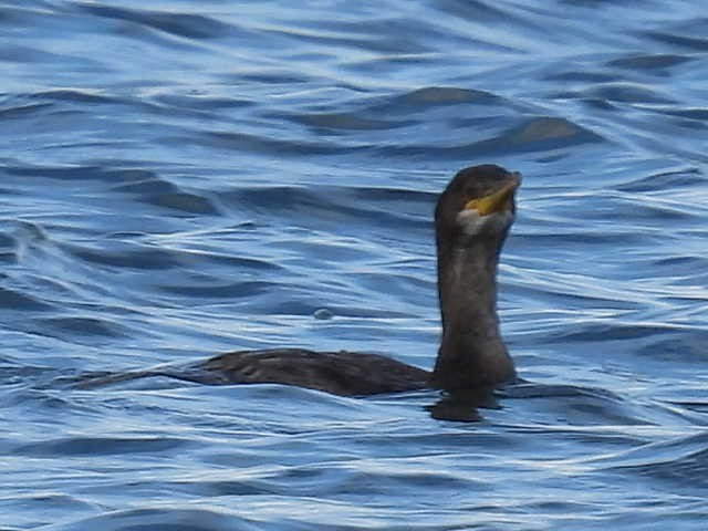European Shag - ML642882908