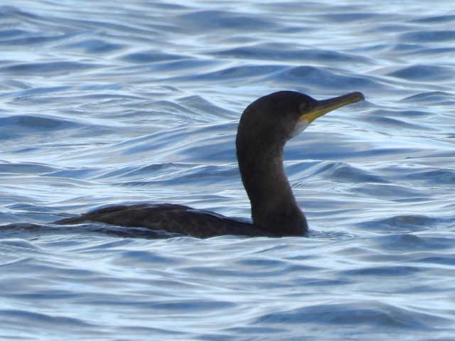 European Shag - ML642882911