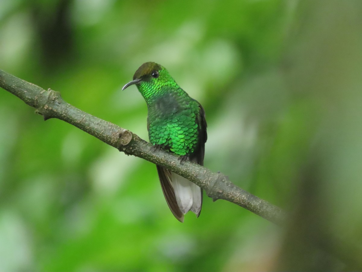kobberkronekolibri - ML642882922