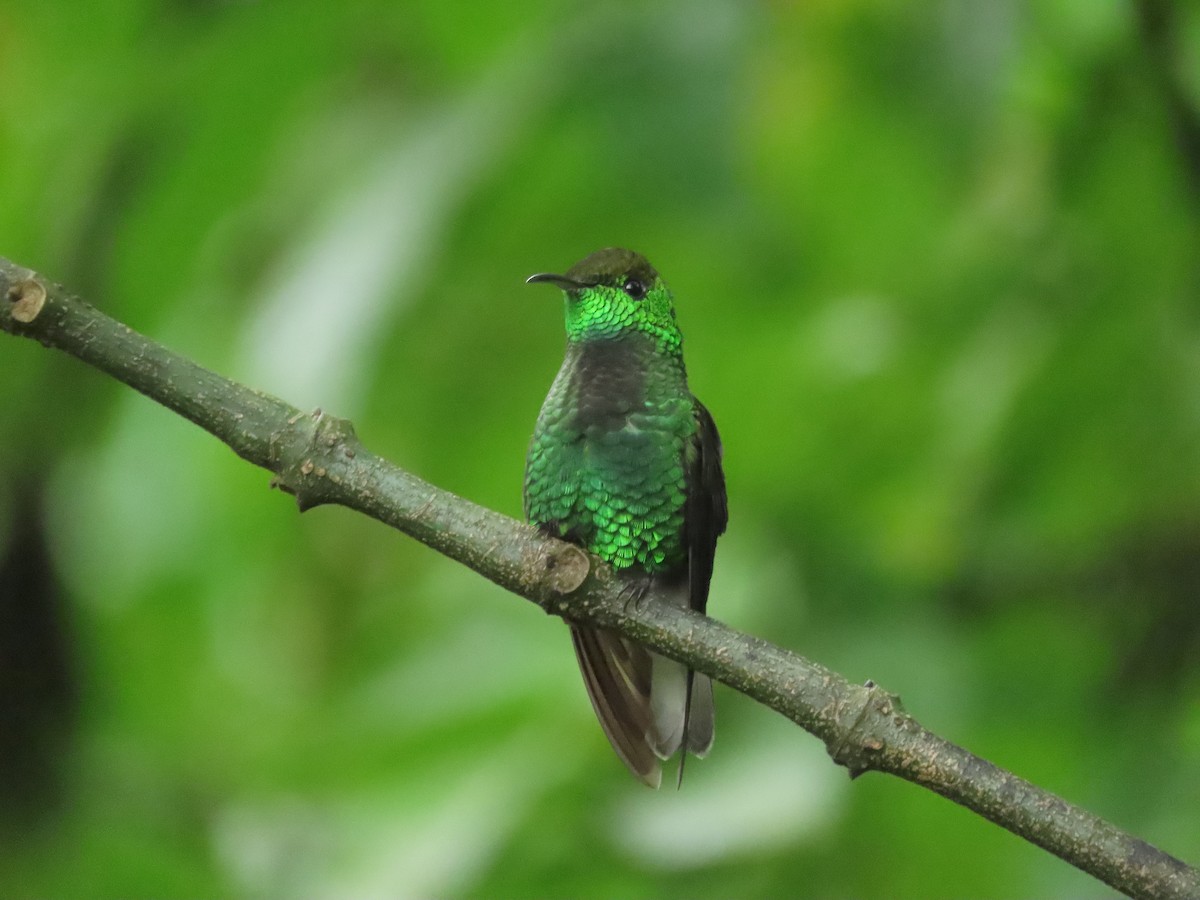 kobberkronekolibri - ML642882924