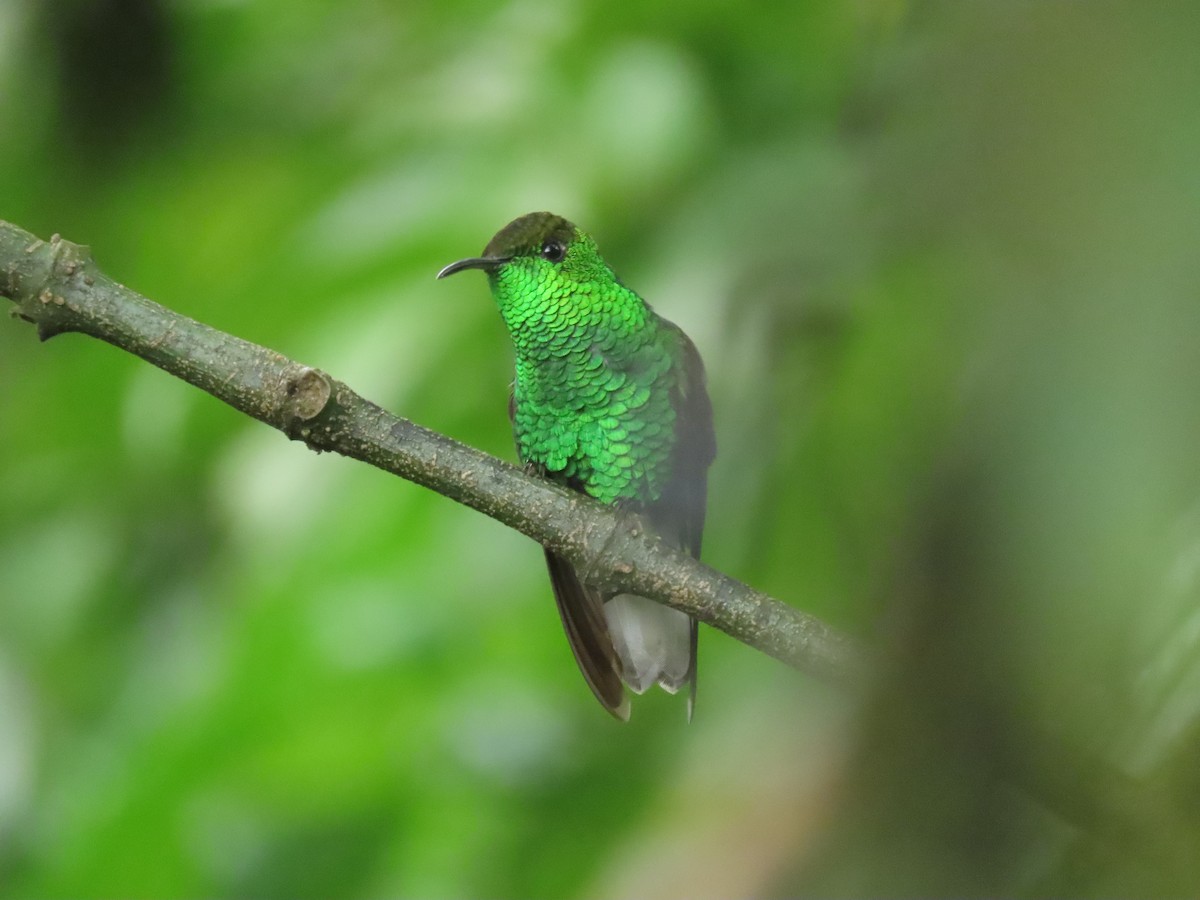 kobberkronekolibri - ML642882927