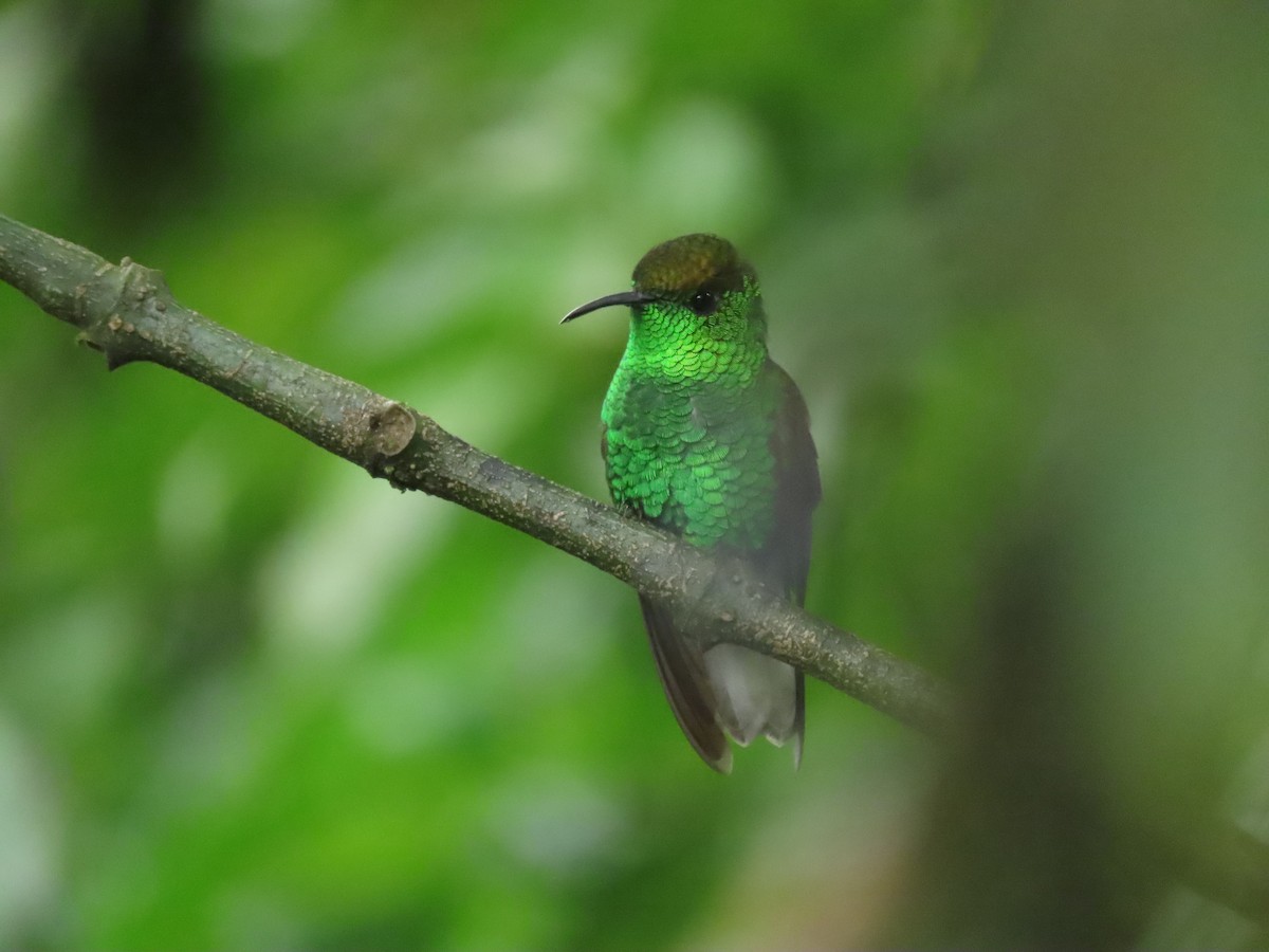kobberkronekolibri - ML642882929