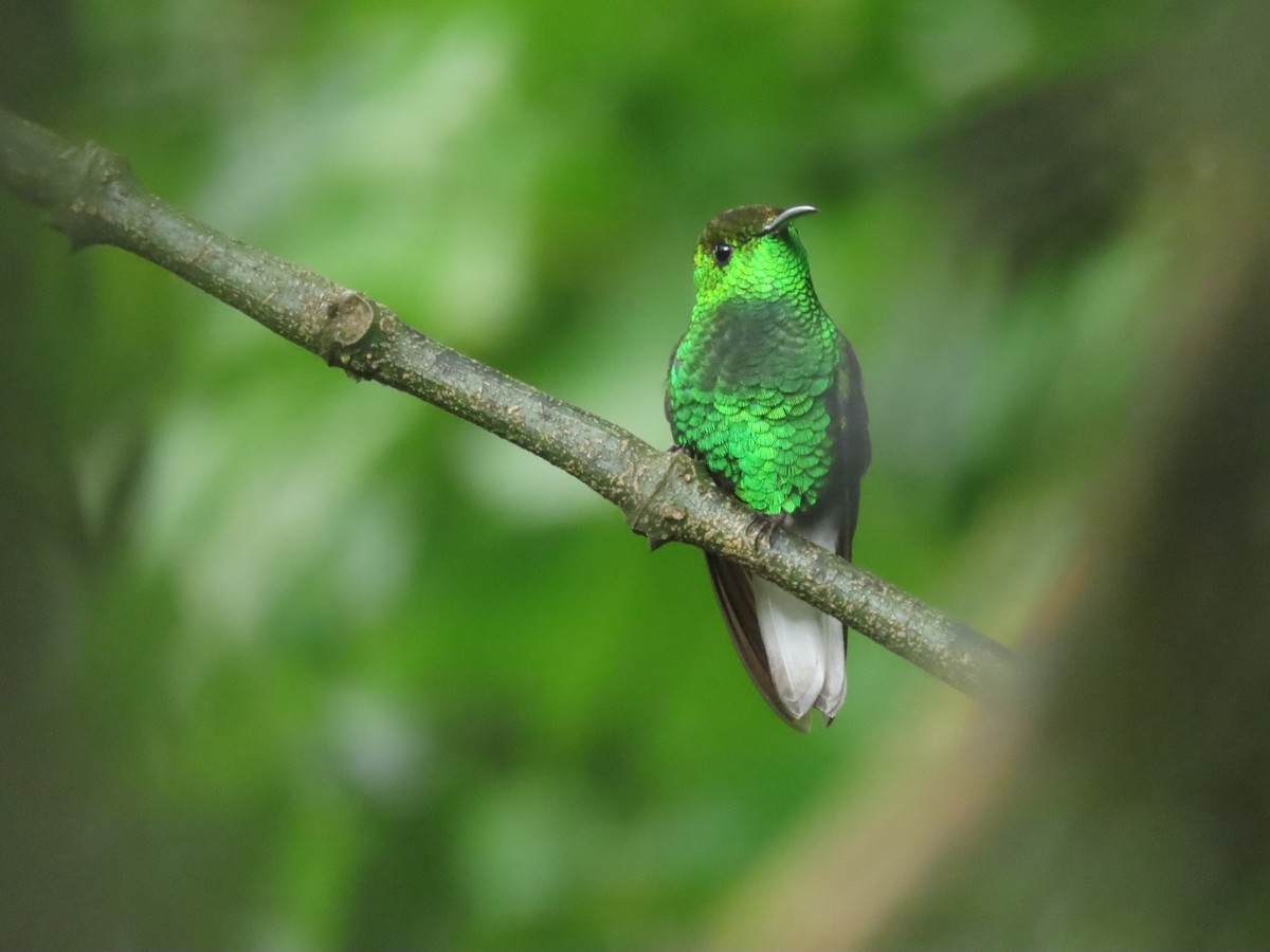 kobberkronekolibri - ML642882930