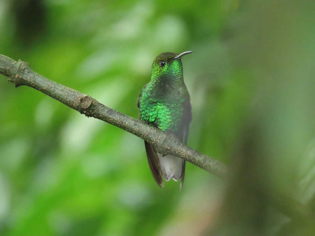 kobberkronekolibri - ML642882931
