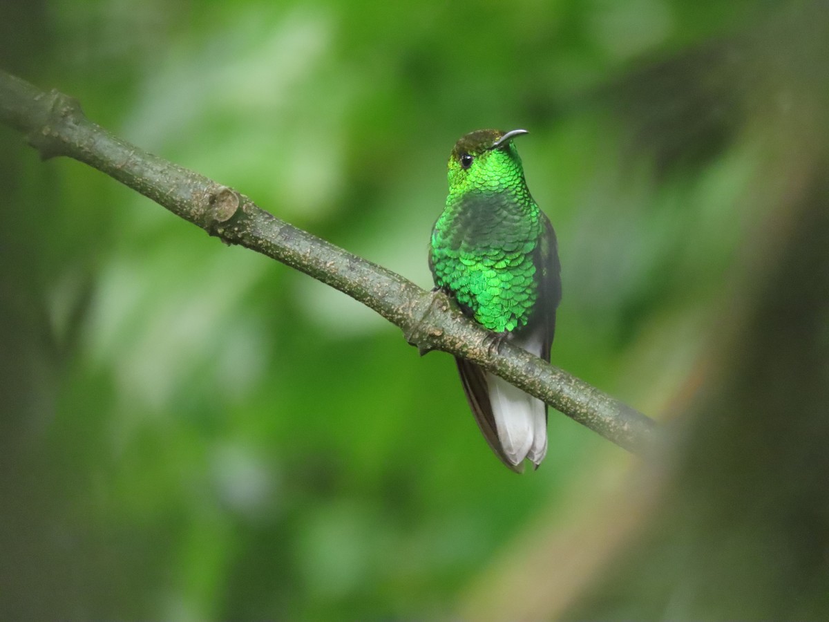 kobberkronekolibri - ML642882932