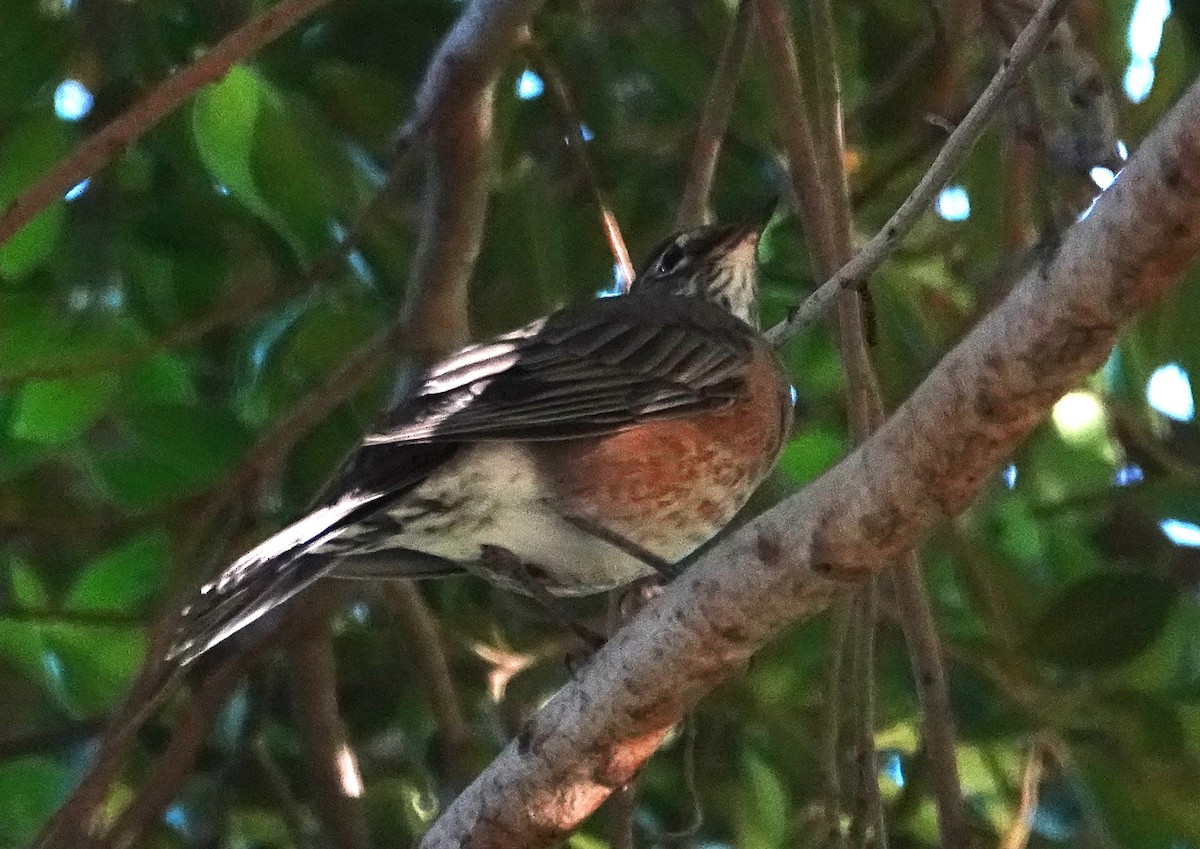 American Robin - ML642882934
