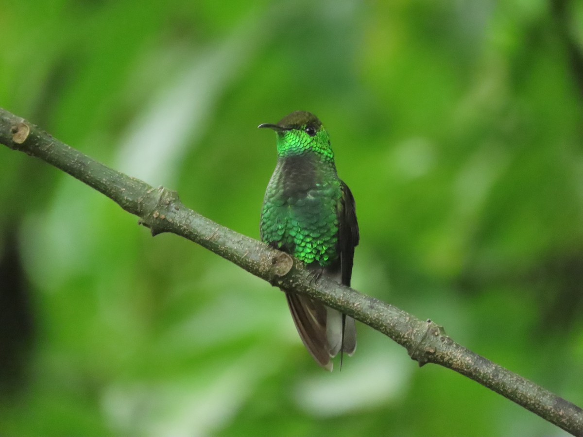 kobberkronekolibri - ML642882935