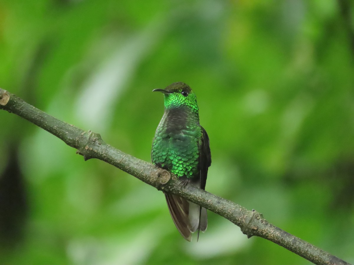 kobberkronekolibri - ML642882936