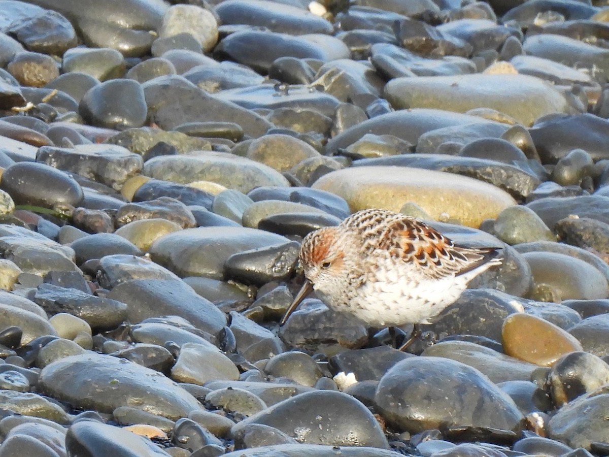 beringsnipe - ML642882937