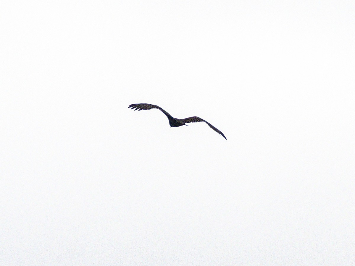 Turkey Vulture - ML642882941