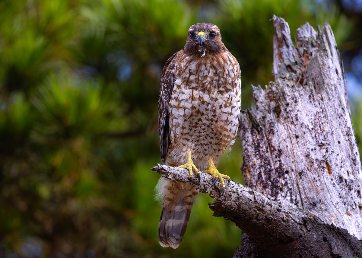 Red-shouldered Hawk (elegans) - ML642882944