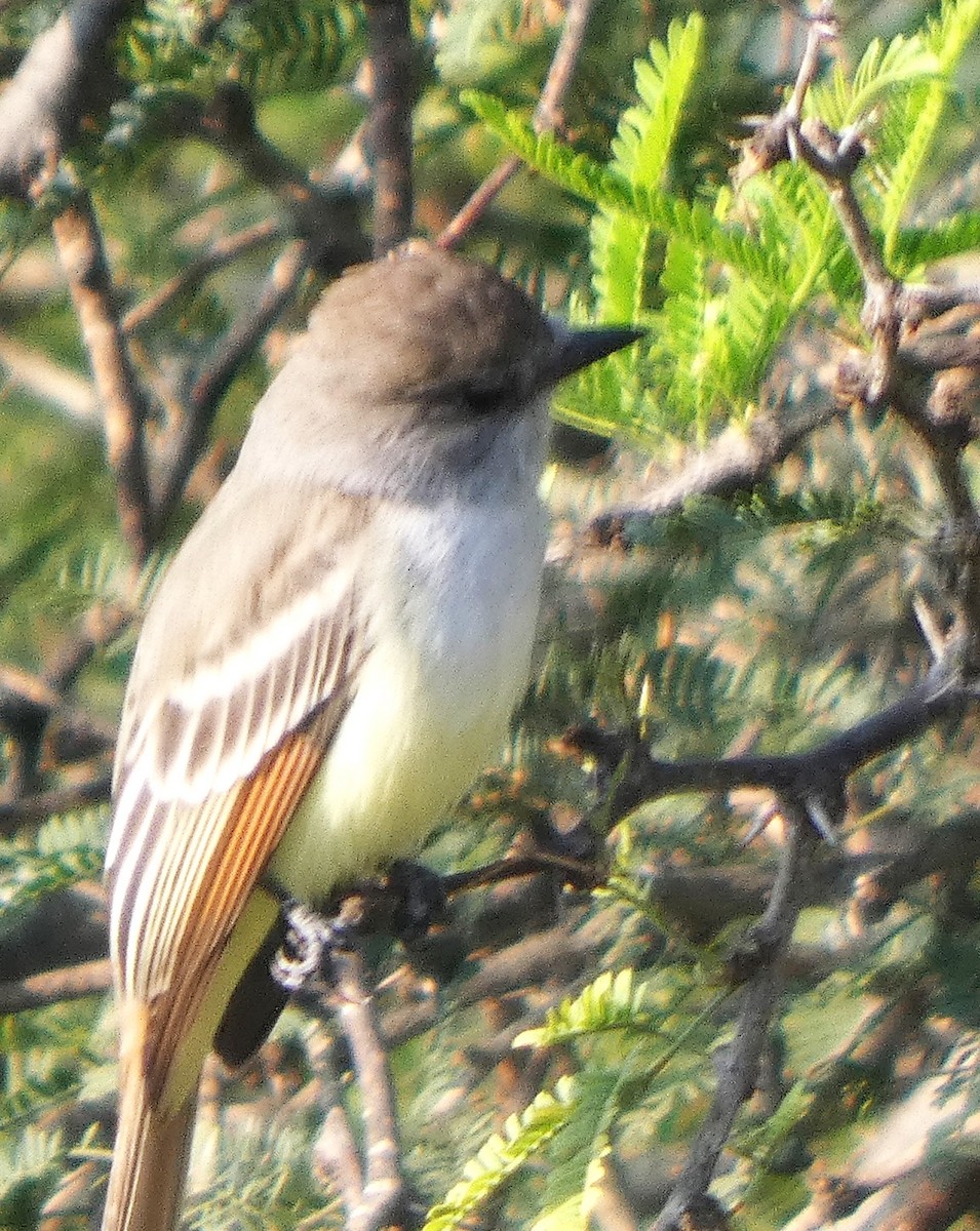 Ash-throated Flycatcher - ML642882947
