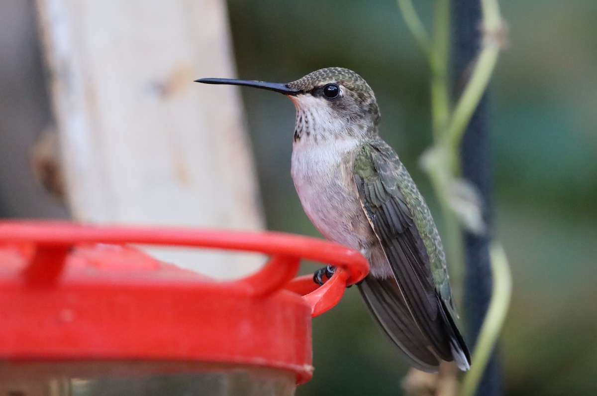 Colibri à gorge noire - ML642882951