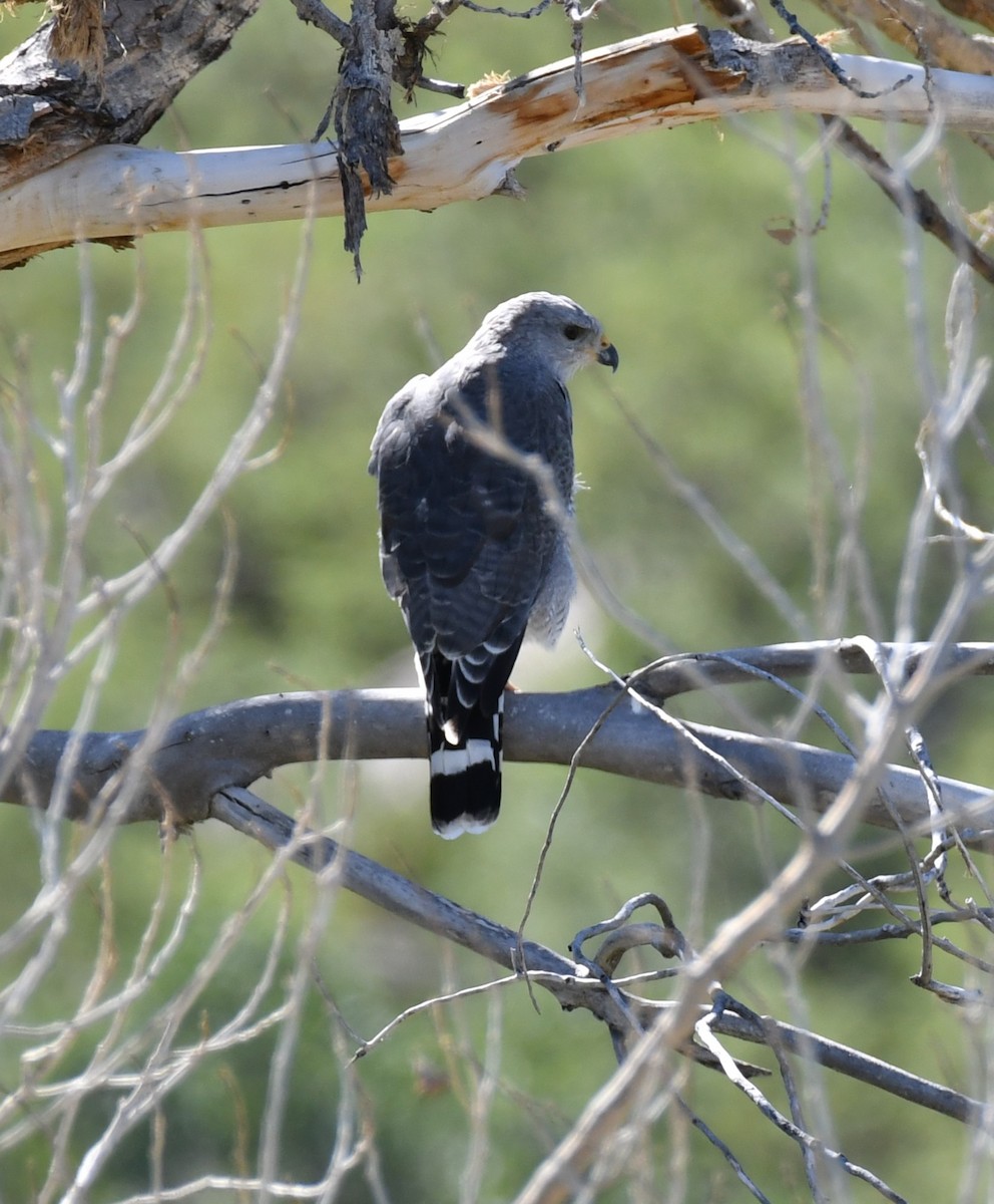 Gray Hawk - ML642882957