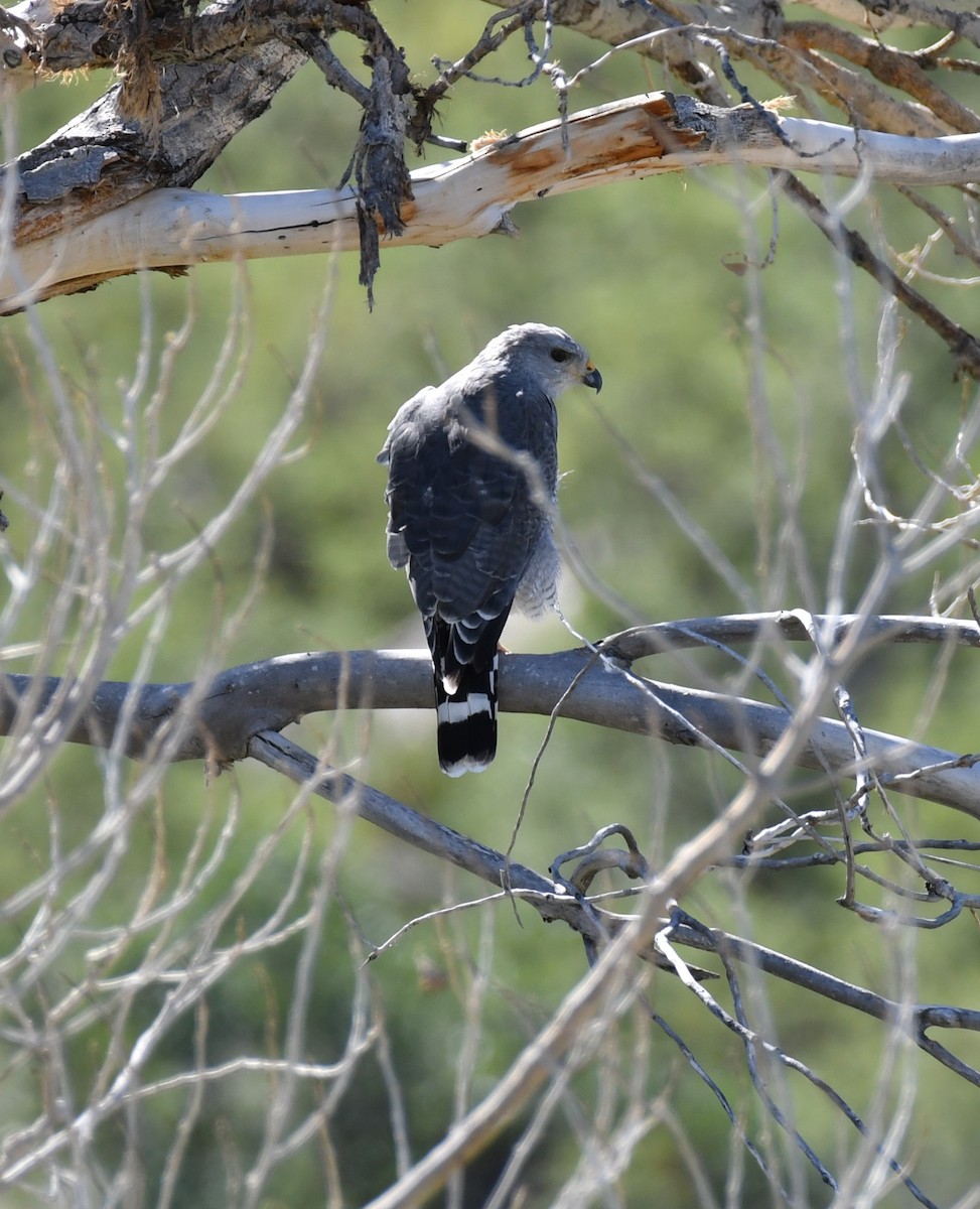 Gray Hawk - ML642882958