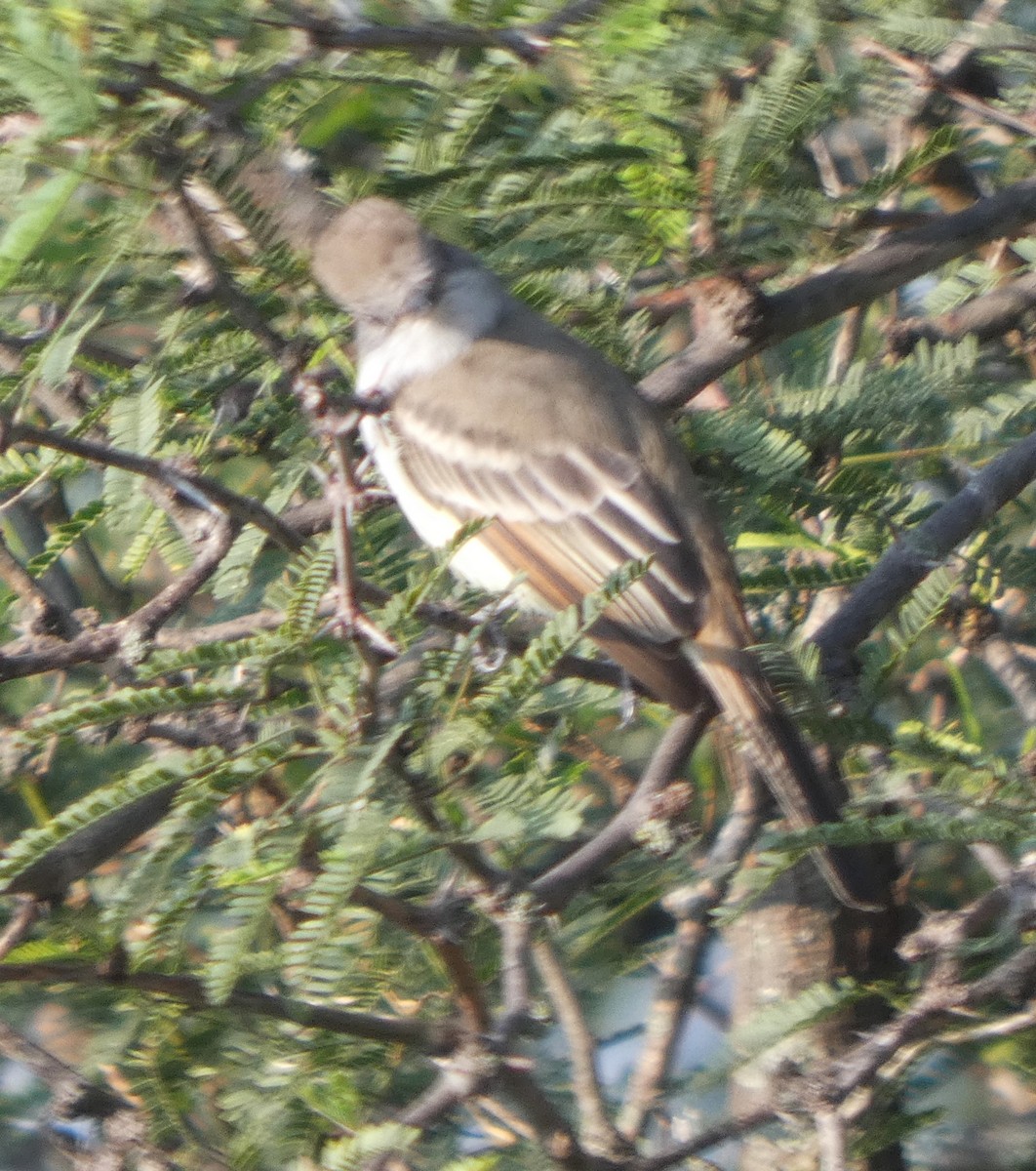 Ash-throated Flycatcher - ML642882960