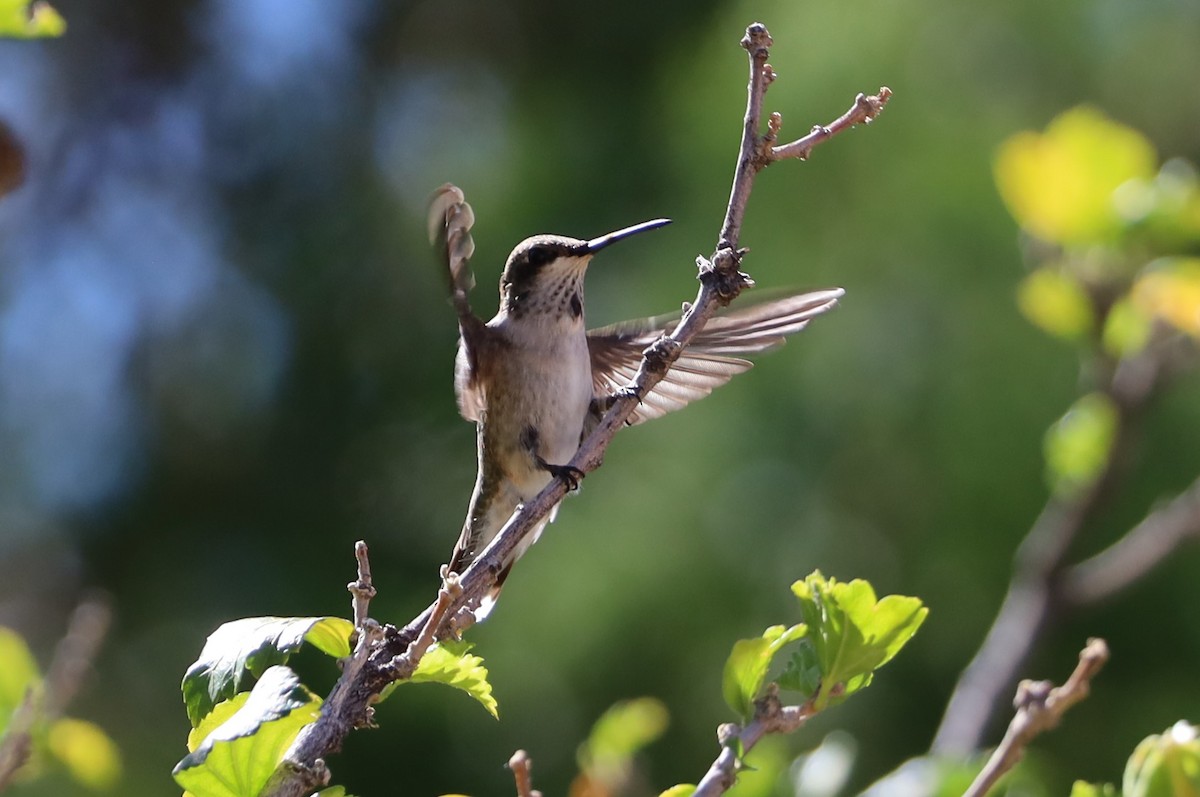 Colibri à gorge noire - ML642882961