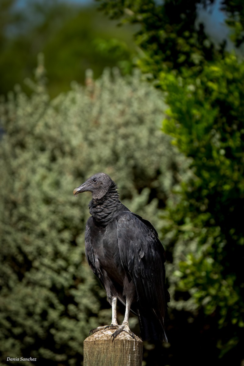 Zopilote Negro - ML642882963