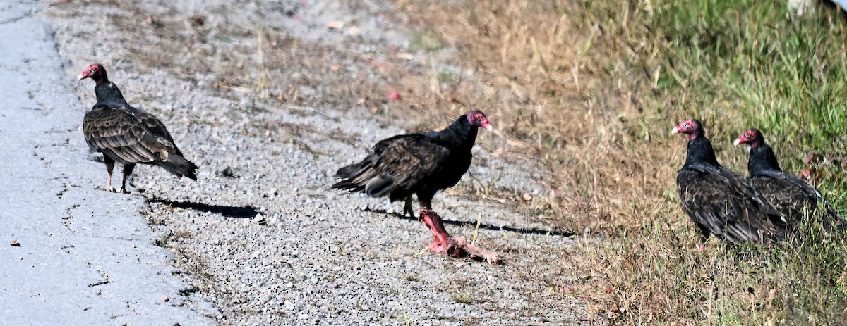Turkey Vulture - ML642882965