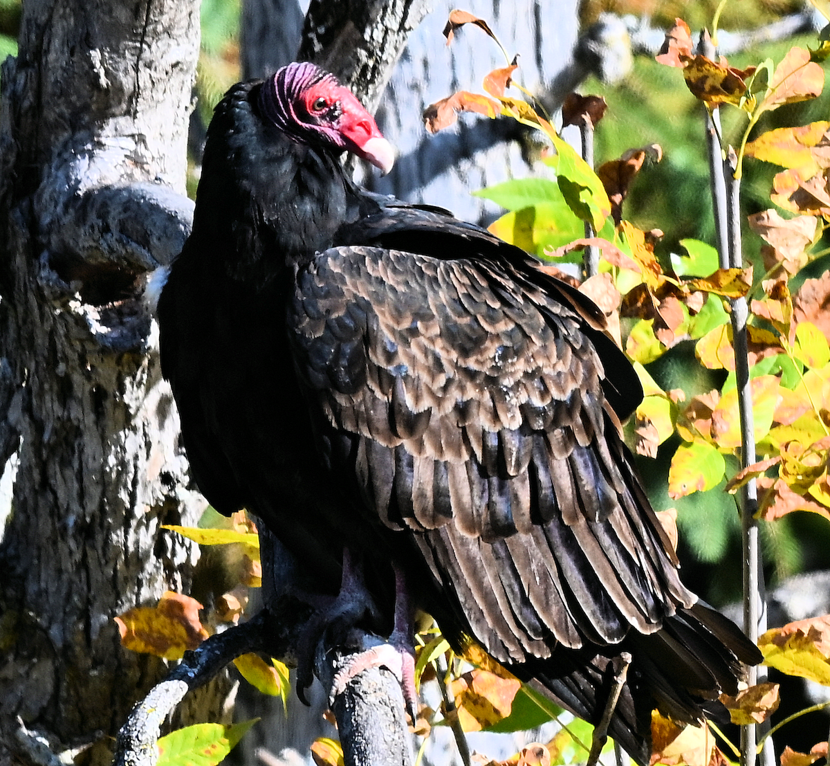 Turkey Vulture - ML642882966