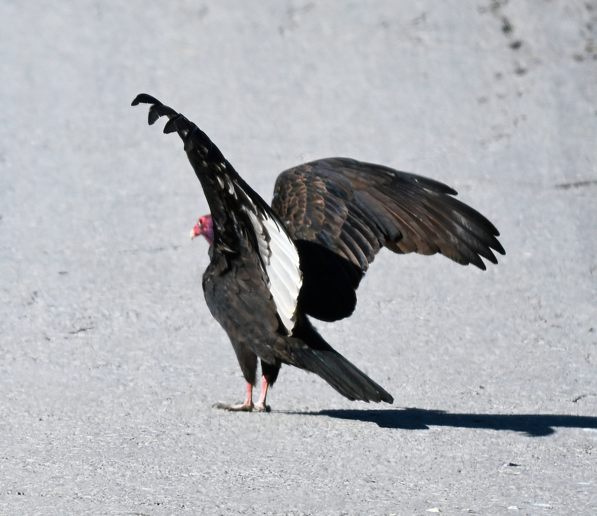 Turkey Vulture - ML642882967