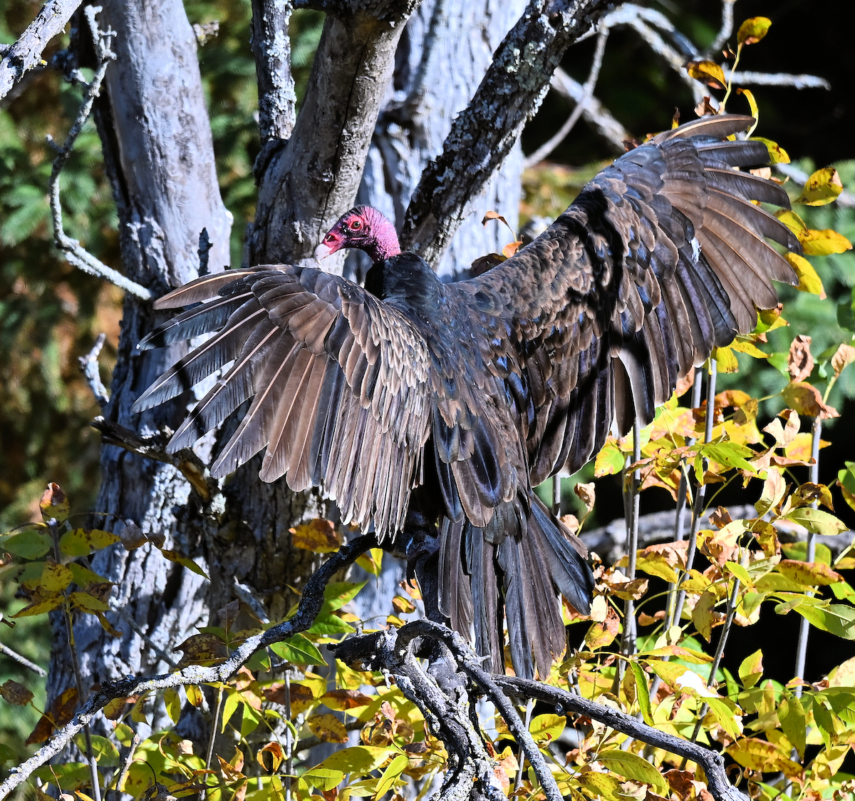 Turkey Vulture - ML642882968