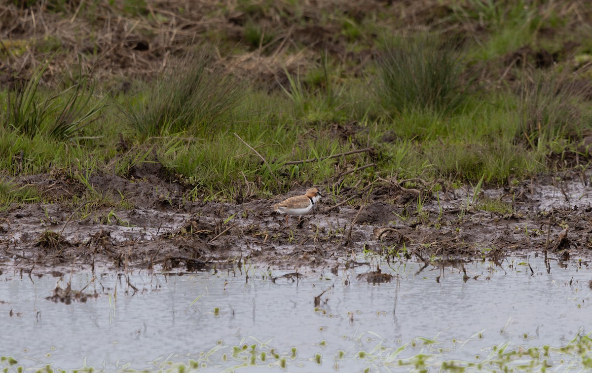 Collared Plover - ML642882974