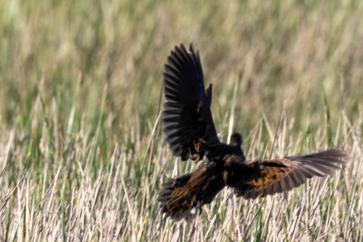 King Rail - ML642882980
