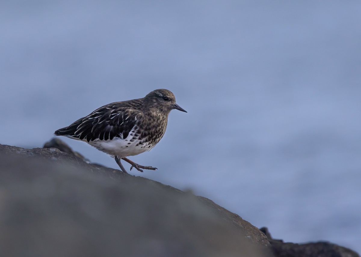 Black Turnstone - ML642882981