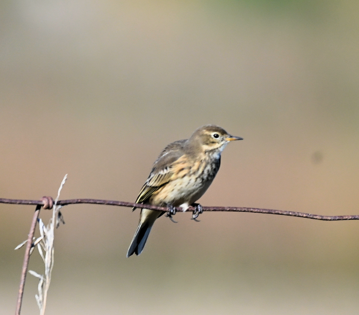 American Pipit - ML642882984
