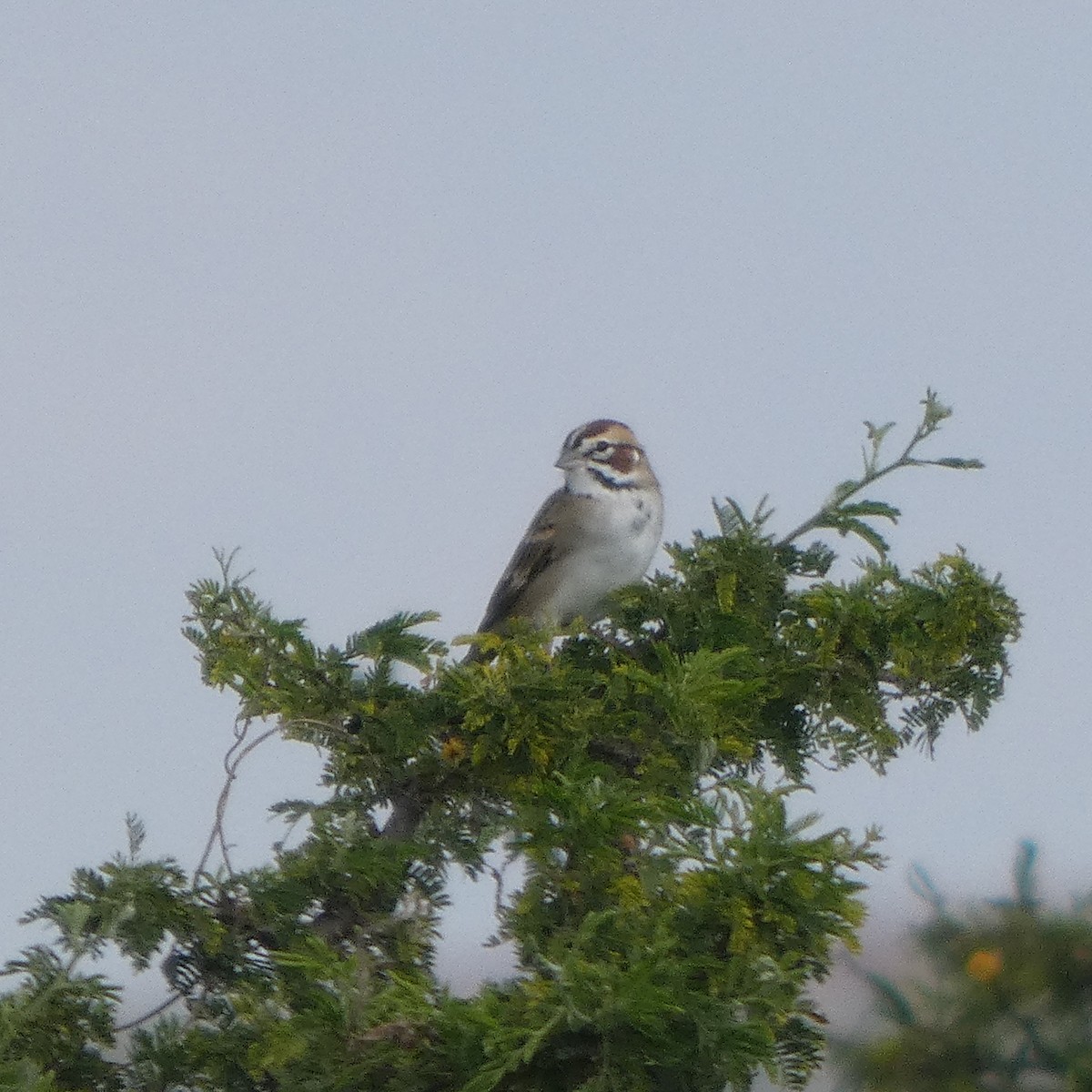 Lark Sparrow - ML642882997