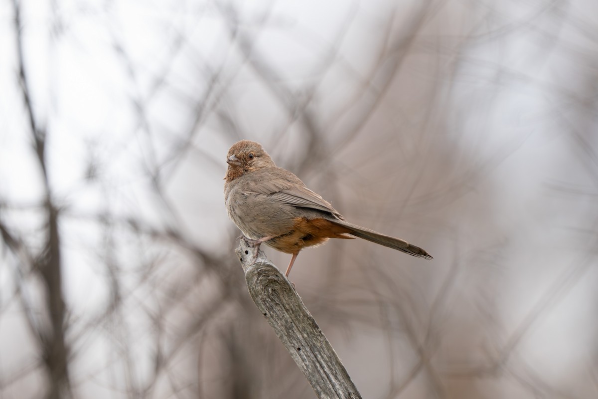 California Towhee - ML642883008