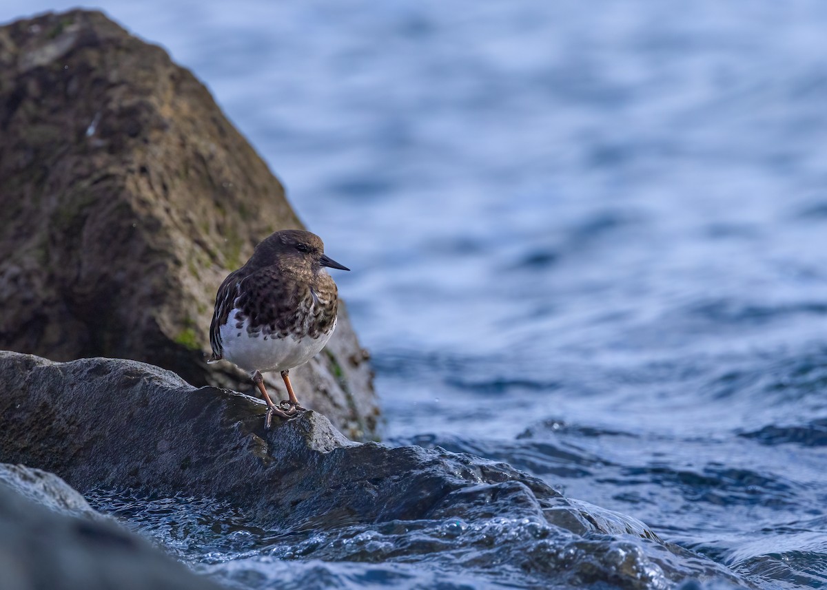 Black Turnstone - ML642883010