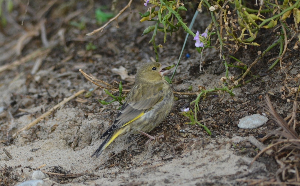 European Greenfinch - ML642883014