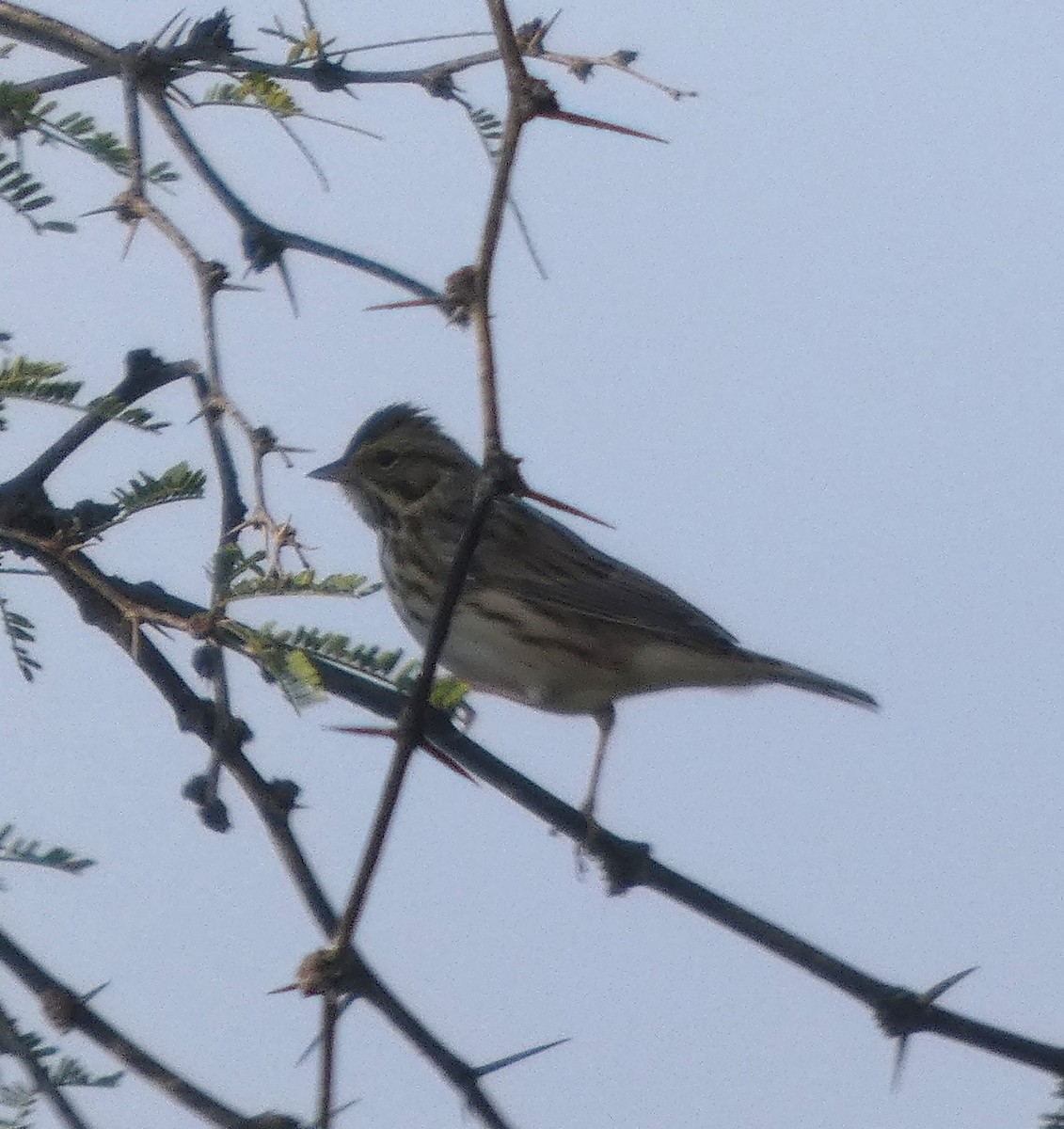 Savannah Sparrow - ML642883023