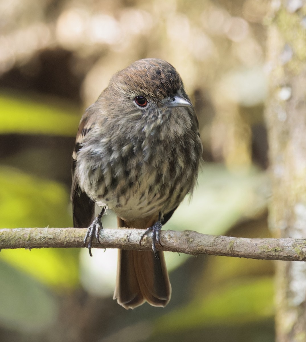 Blue-billed Black-Tyrant - ML642883026