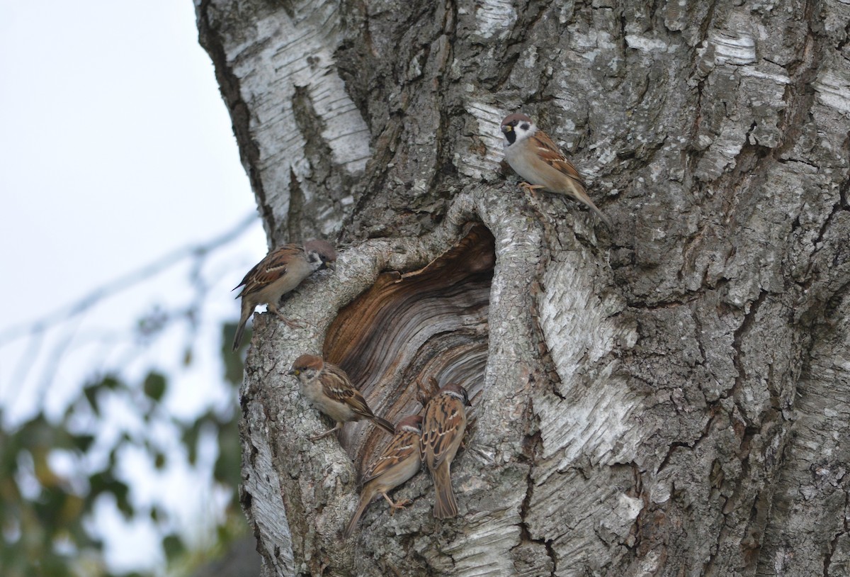 Eurasian Tree Sparrow - ML642883032