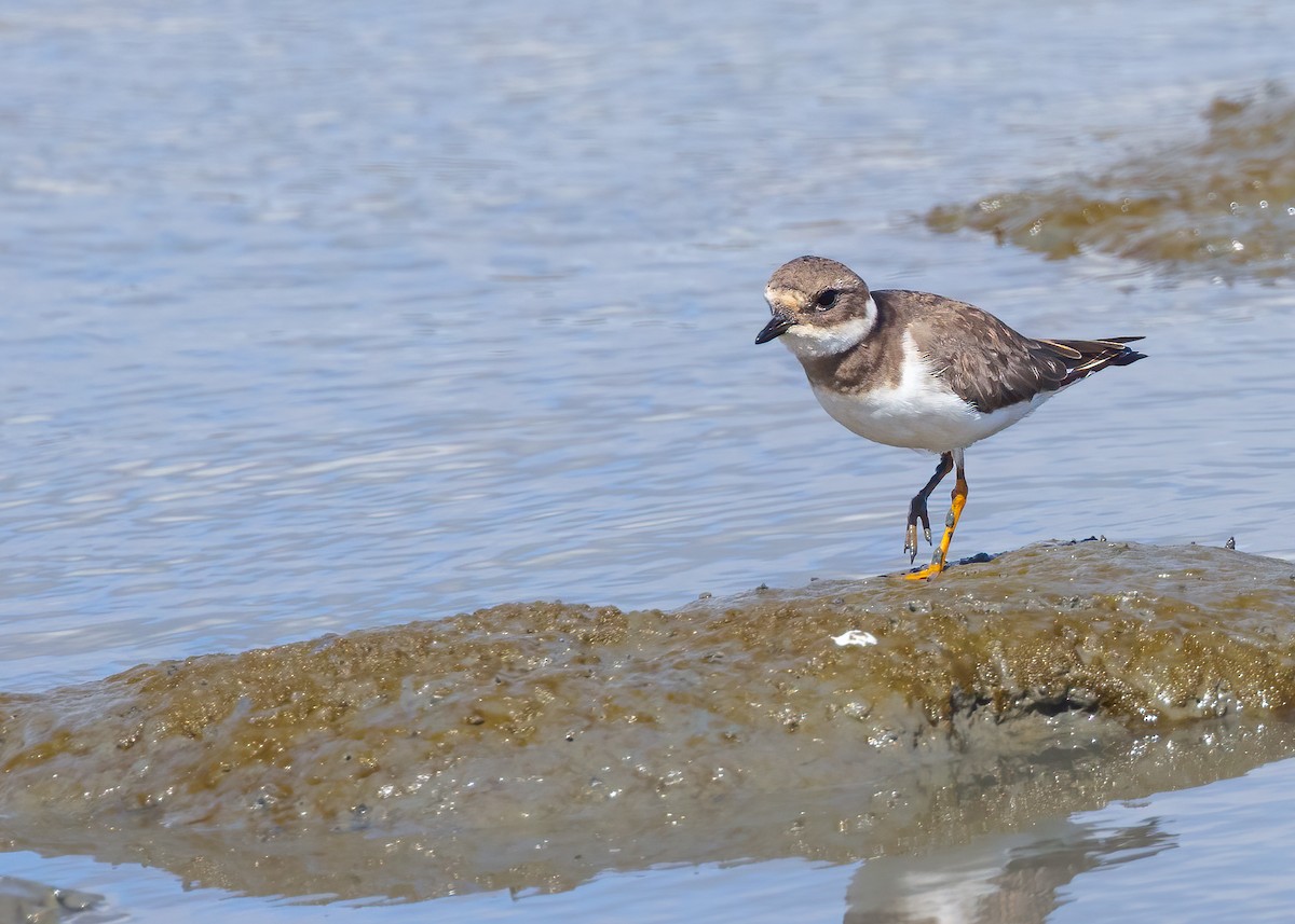 Common Ringed Plover - ML642883039
