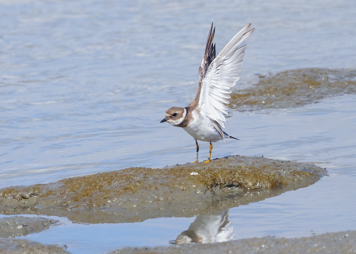 Common Ringed Plover - ML642883044