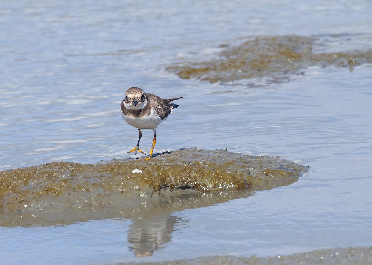 Common Ringed Plover - ML642883048