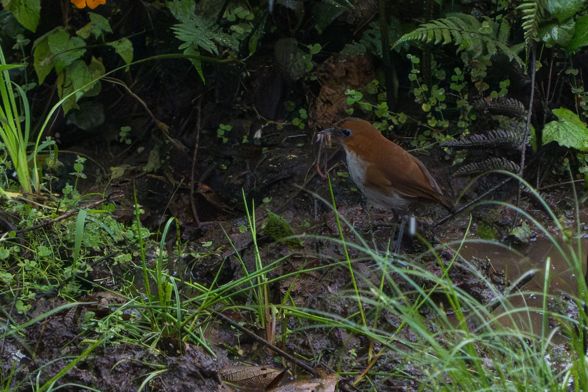 White-bellied Antpitta - ML642883050