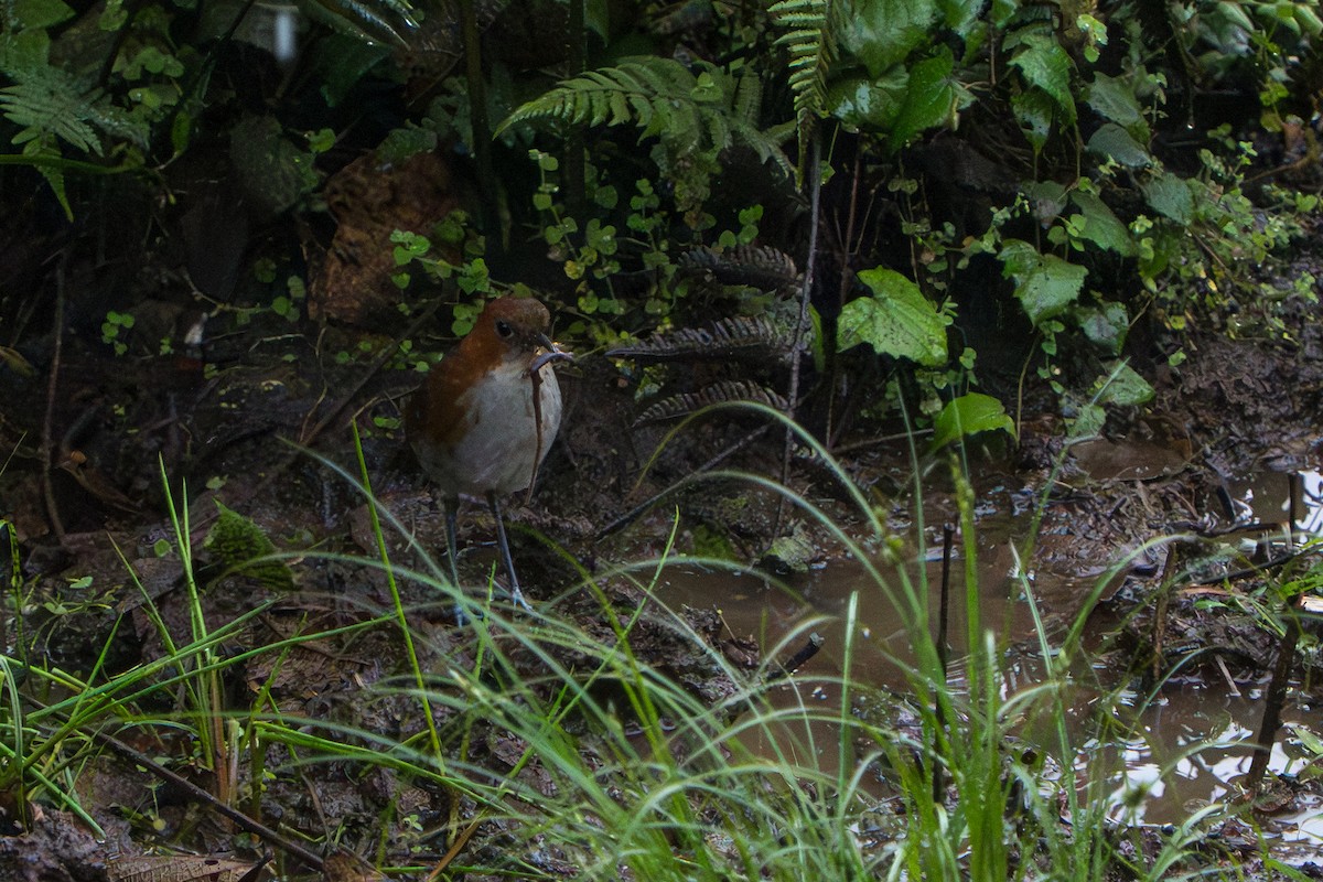 White-bellied Antpitta - ML642883051