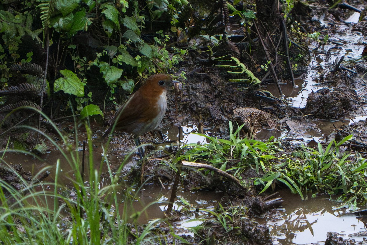 White-bellied Antpitta - ML642883052