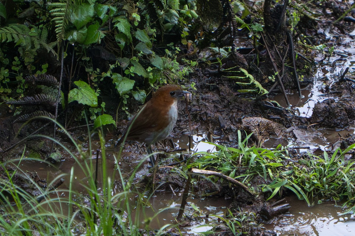White-bellied Antpitta - ML642883053