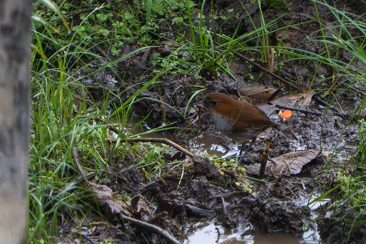 White-bellied Antpitta - ML642883054